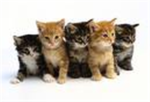Cats rule!