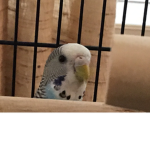 #parakeet squad forever