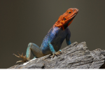 Reptile Kids