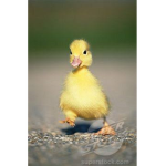 Duck buddies 2
