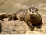 Animal, Pet Lovers Of Roblox