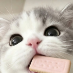 qowi