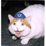the jewish cats