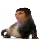 Ferret and Friends