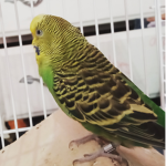Bird squad :)