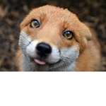 FireFox1
