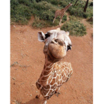 Animal323