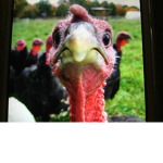 Team turkey!!!!!