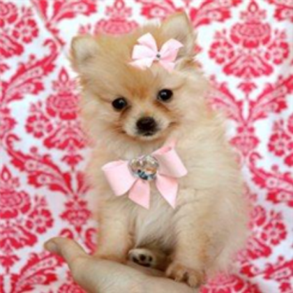 Pomeranian dog Roblox decal