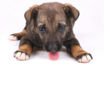 What's up Dog