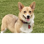 Corgi gang!!!’
