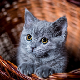 The kitten hangout