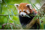 The Amazing Panda Club