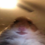 Hamster Clothing Official