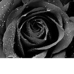 Rose's Boutique.