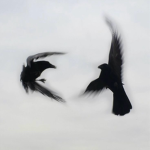 darkdove