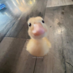 Lovely Duck Group