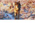 the cute wolf of 2023
