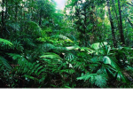 Rainforest:)