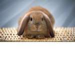 Bunny Squad!!!!!!!