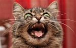 the crazy cat group 2