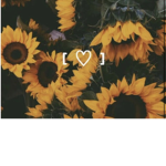 <Sunflower aesthetics>