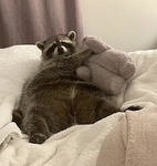 Raccoon hangout