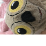 Baby owl sophia