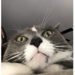 CAT QUEEN U-U