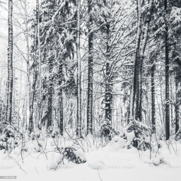 Snowy Forest