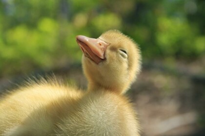 Duck City 