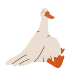 Quack Developments