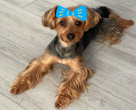 My dog rockets group