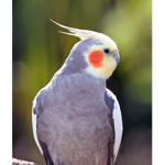 The empire of parrots