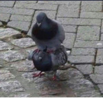 P1G3ØNŠ