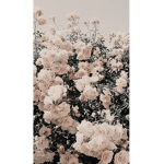 Raisup_123
