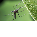 Mosquito's Flight