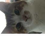 Lilcat’s group