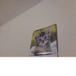 Luna The Cat Forr Life