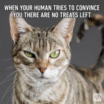 Cats are sigmas