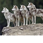 ~|-|~ Wolf Pack ~|-|~