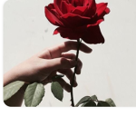 Little Red Roses