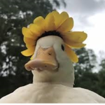 ducks are best!