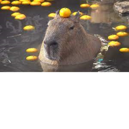 capybara rebublic meeting room