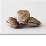 Ninas Clam group