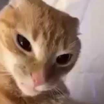 Jannalaniba