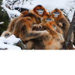 funny monkes ooga
