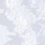 sereniity’s flowers