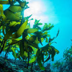 Seaweed Cult