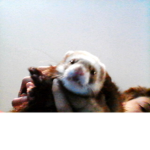 team ferrit
